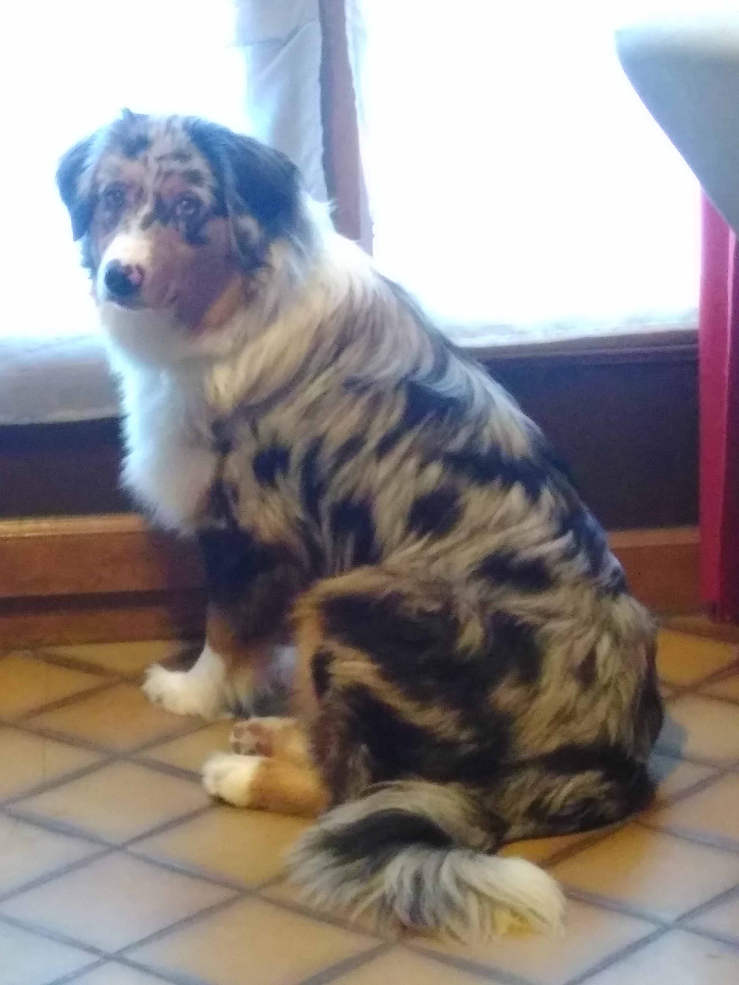 Nala Du Mont Des Jonquilles