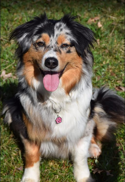 Salem Du Mont Des Jonquilles