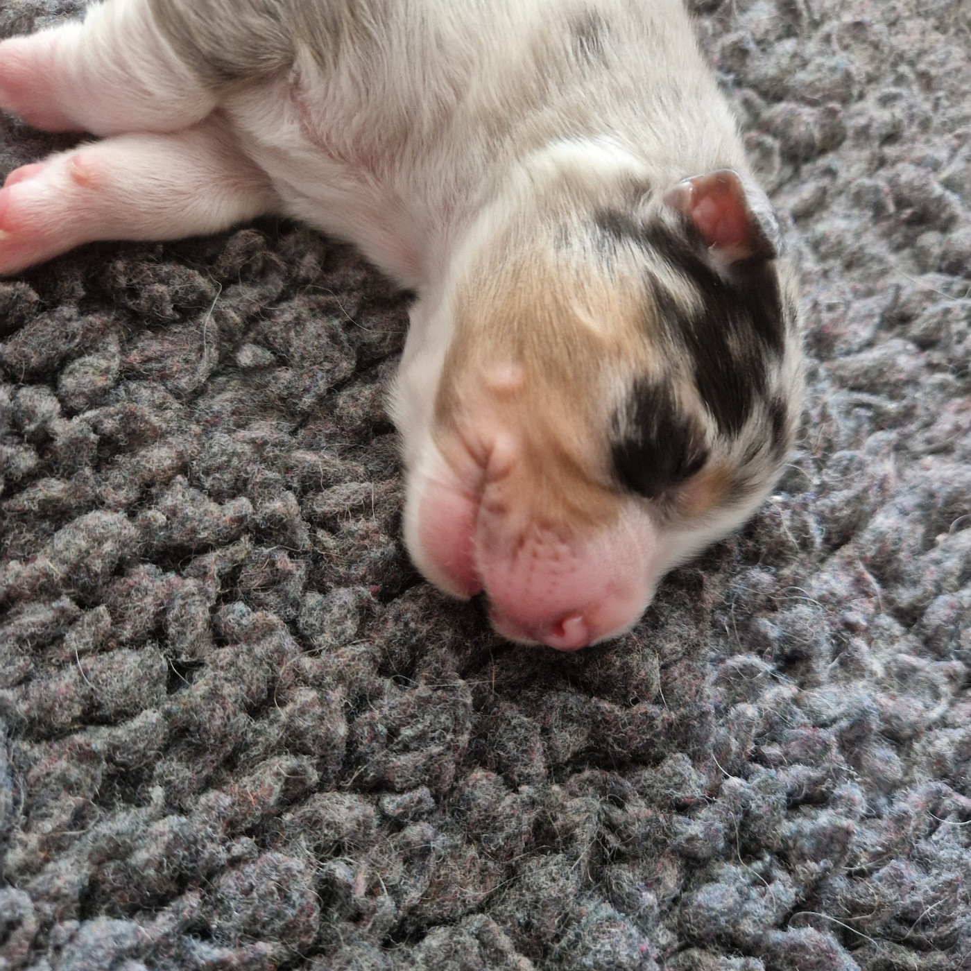 Du Mont Des Jonquilles - Chiots disponibles - Berger Australien