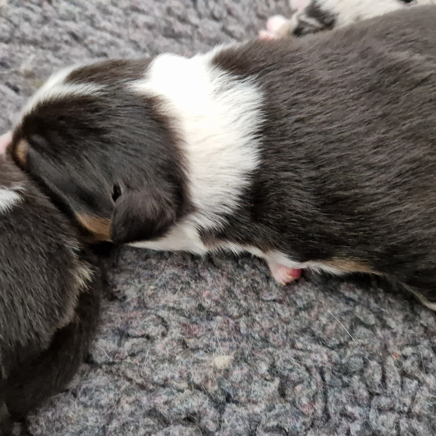 Du Mont Des Jonquilles - Chiots disponibles - Berger Australien