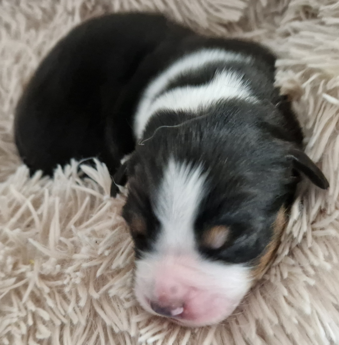 Du Mont Des Jonquilles - Chiots disponibles - Berger Australien