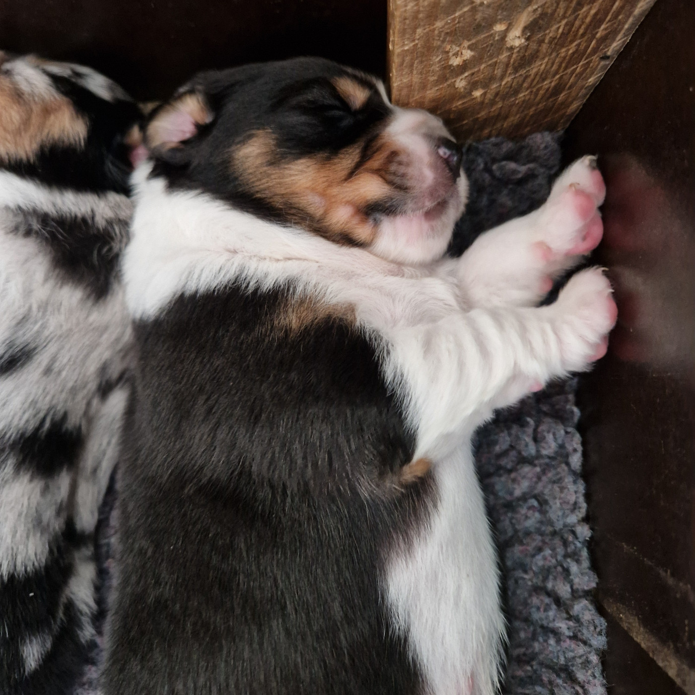 Du Mont Des Jonquilles - Chiots disponibles - Berger Australien
