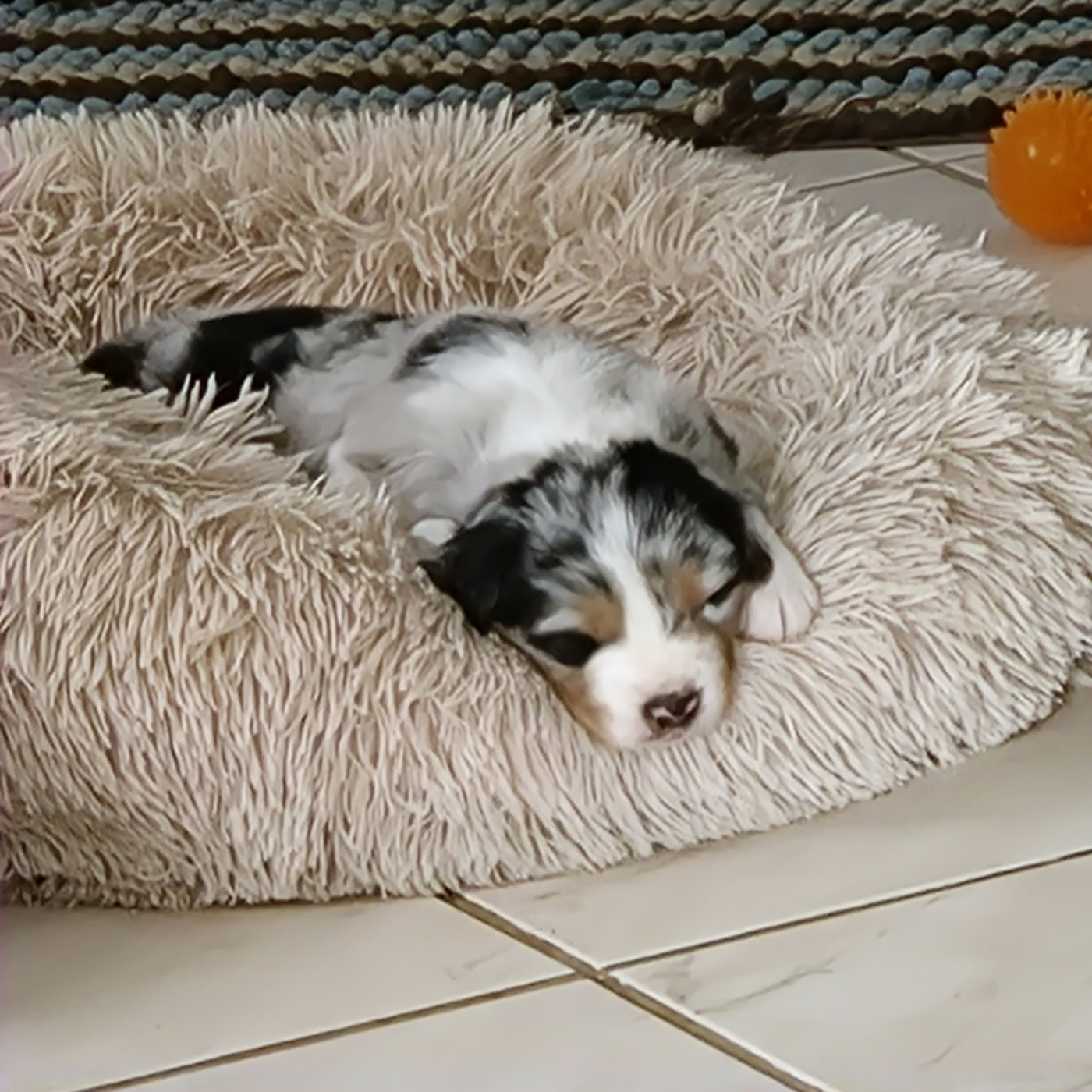 Du Mont Des Jonquilles - Chiots disponibles - Berger Australien