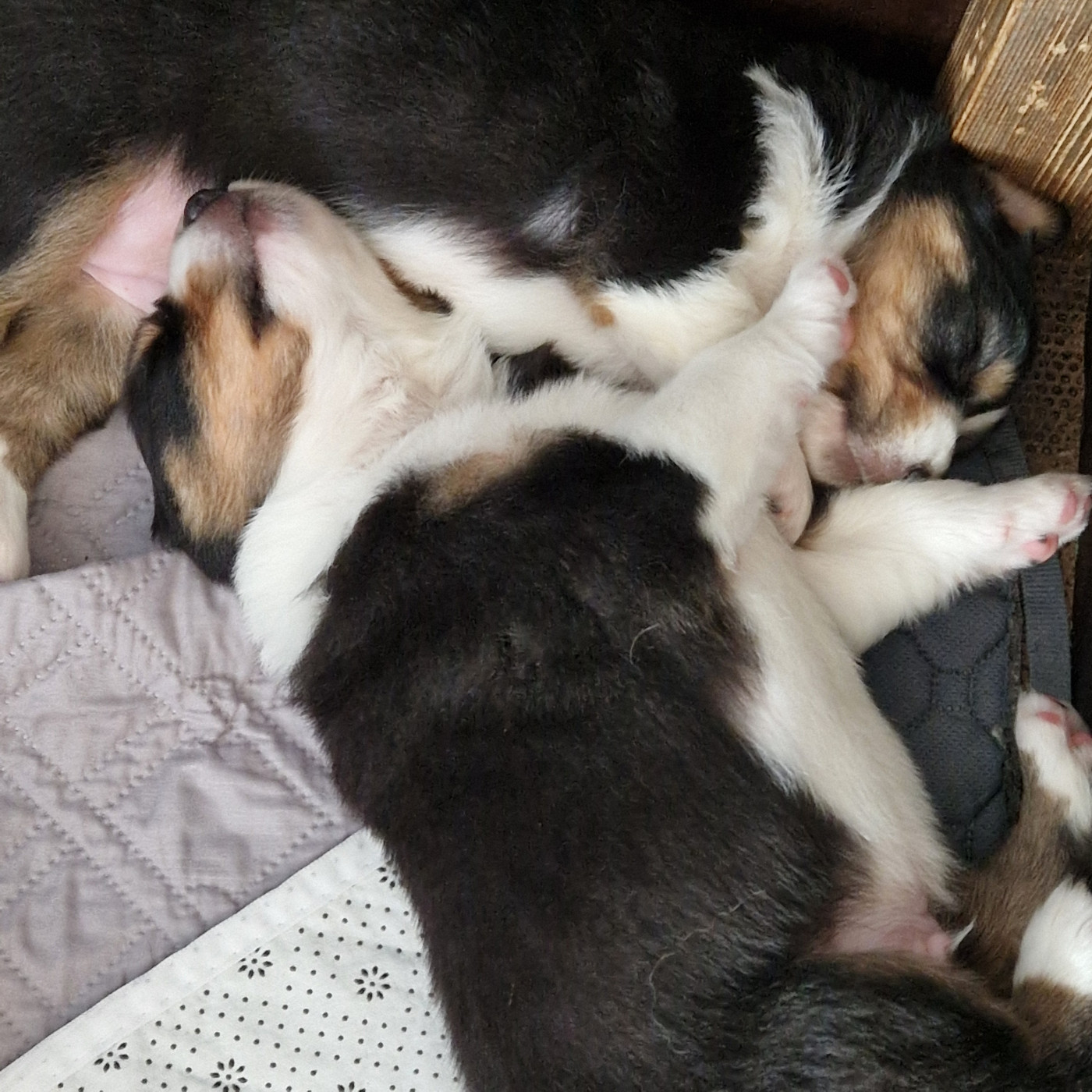 Du Mont Des Jonquilles - Chiots disponibles - Berger Australien