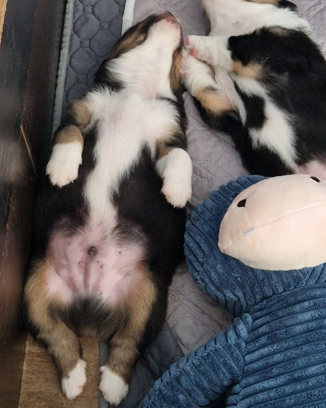 Du Mont Des Jonquilles - Chiots disponibles - Berger Australien