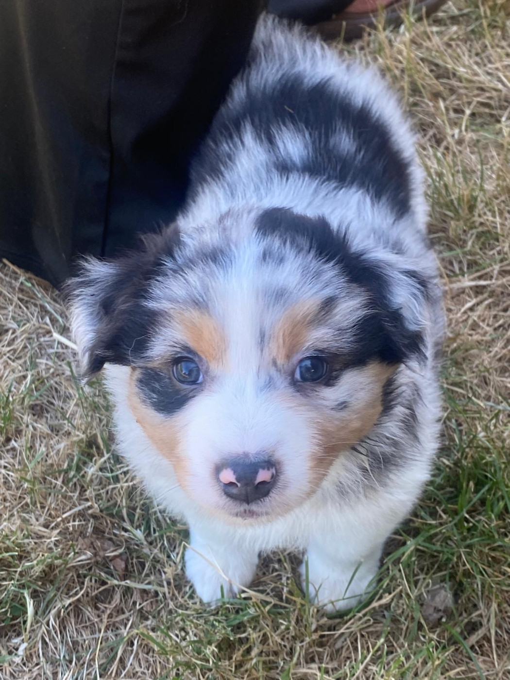 Du Mont Des Jonquilles - Chiots disponibles - Berger Australien