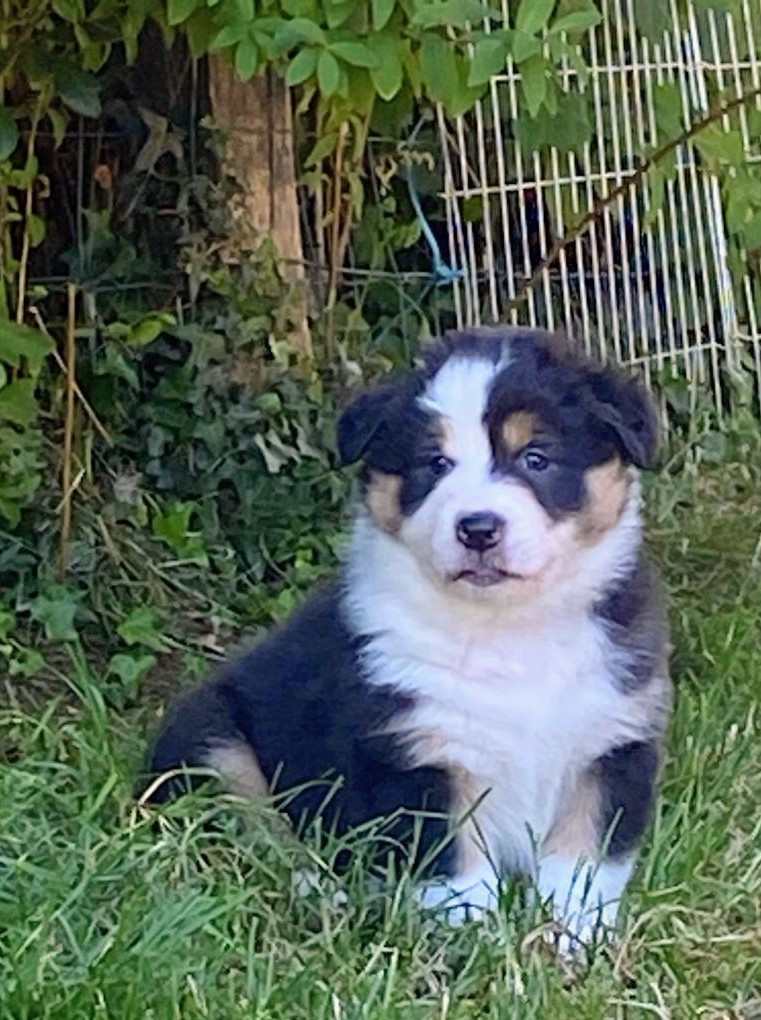 Du Mont Des Jonquilles - Chiots disponibles - Berger Australien