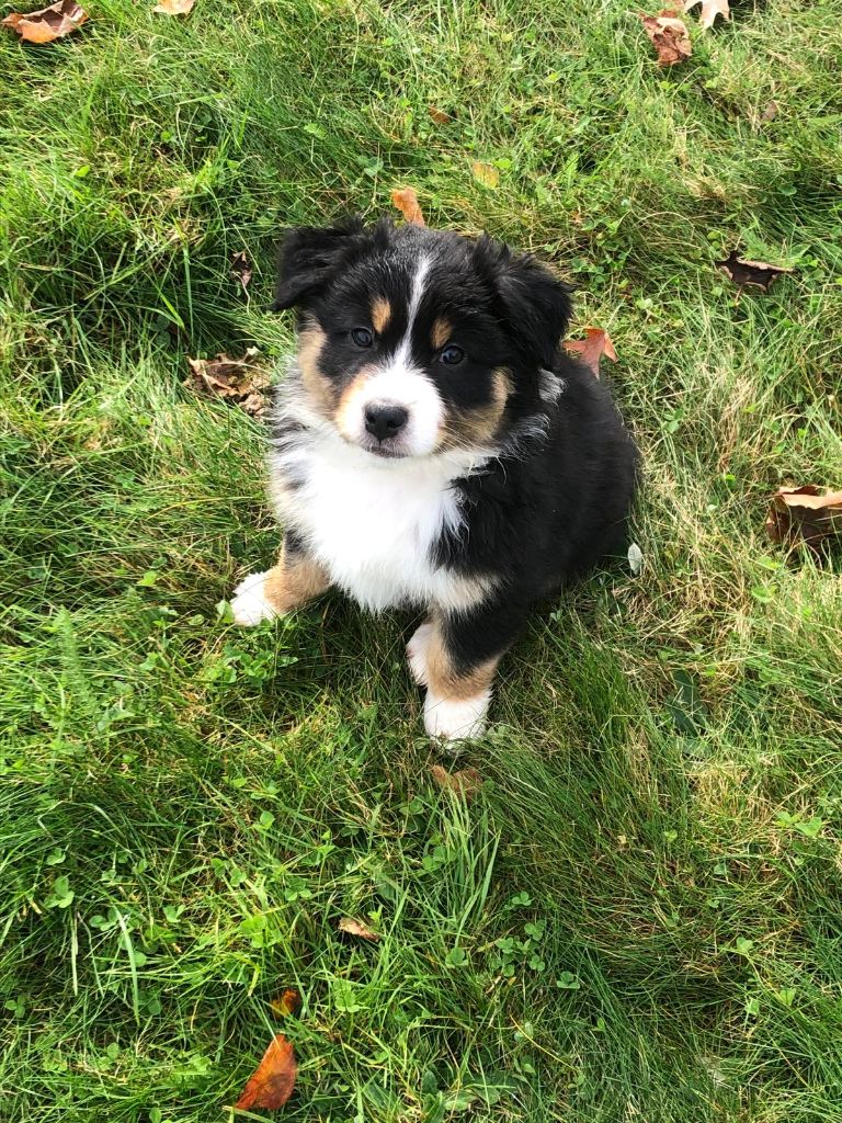 Du Mont Des Jonquilles - Chiots disponibles - Berger Australien