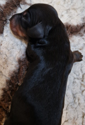 Bruno