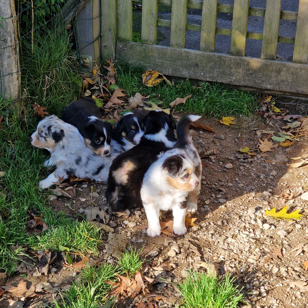Du Mont Des Jonquilles - Berger Australien - Portée née le 08/09/2025