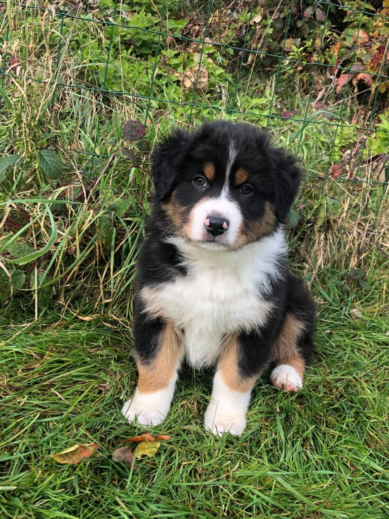 Du Mont Des Jonquilles - Chiots disponibles - Berger Australien